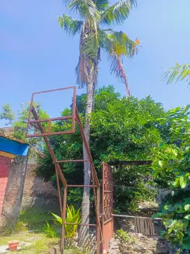 Jasa tebang pohon