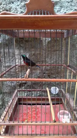 Burung Kolibri Ninja / Konin