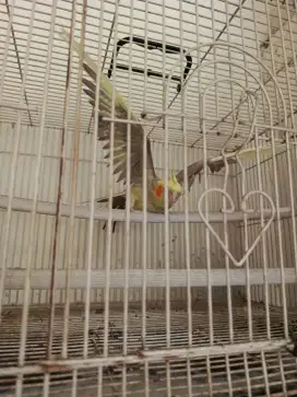 Dijual aja burung falk( parkit Australia)