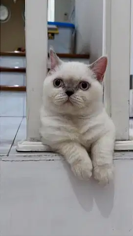 KUCING BSH PUTIH BETINA