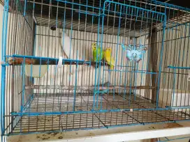 Dijual burung parkit 2 pasang
