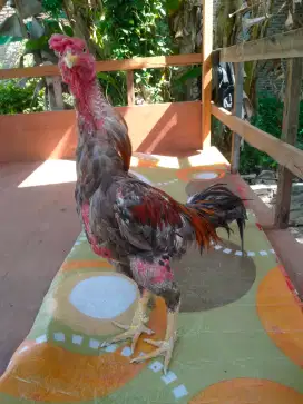 Ayam Siam Kelawu Api