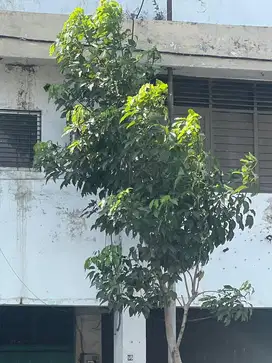 Cari Serabutan & admin