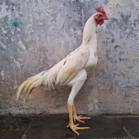 Ayam Bangkok x pakhoy