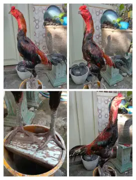 Ayam Bangkok ukur tinggi 6