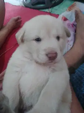 Anak anjing jantan