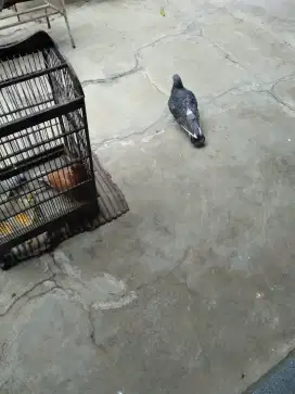 Merpati giring sejodo