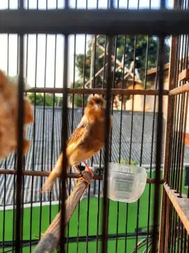burung kenari afs