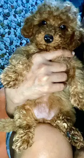 Anak Anjing Phoodle