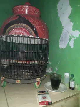 Perkutut lokal alam