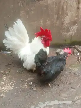 Jual ayam Kate satu jodo udh produksi
