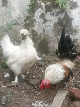 Jual Ayam Kate Silangan ayam luar satu jodo