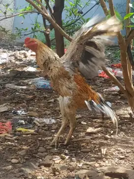 Persilangan Shamo zuchter dengan Aseel parrot jago 8bln tinggi gede