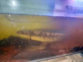 Dijual ikan Cana besar 30cm 2 biji