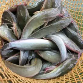 Dicari Sales ikan Lele