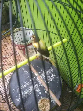 Kenari Paud Kuning simetris