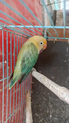 Biola PB euwing mantul