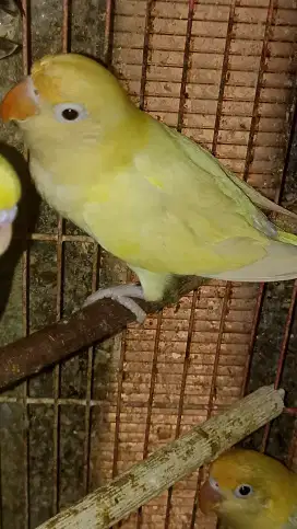 Lovebird Creamino RM