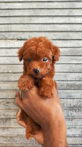 Super red poodle jantan