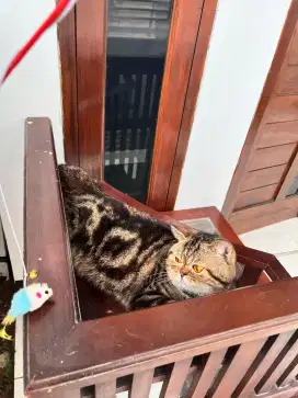 KUCING BRITISH SHORTHAIR