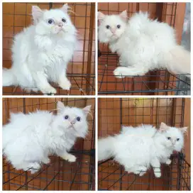 Kucing Persia Betina