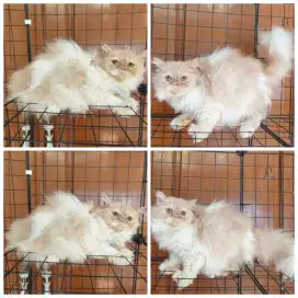 Kucing Persia Betina