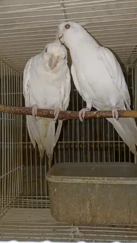 Indukan Albino MM proven