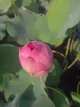 Teratai & Tanaman Air Lotus