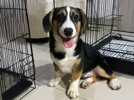 Dijual Puppy Anakan anjing welsh corgi beagle color black & tan