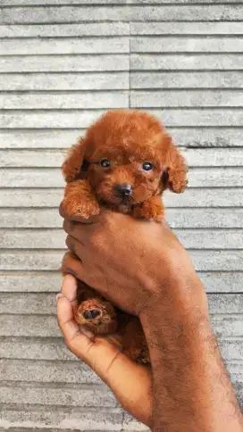 Super red poodle betina
