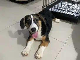 Dijual Puppy Anakan anjing welsh corgi beagle color black & tan