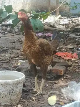 Ayam biang indukan Shamo zuchter mix Aseel parrot sudah nelor body big