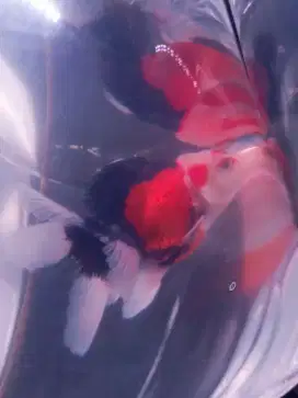 Ikan hias koki (Goldfish)
