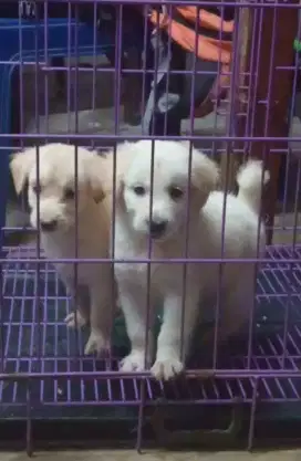 anjing kintamani mix golden jantan