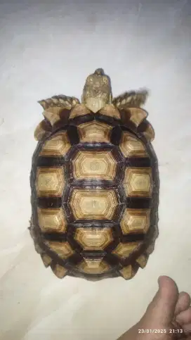 Sulcata 21.5 cm up