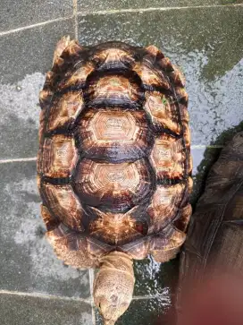 Sulcata corak leocata - 43cm jantan