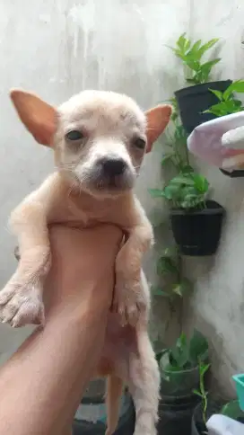 Chihuahua mix minipincer