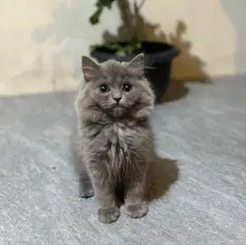 kitten kucing ras british mix himalaya