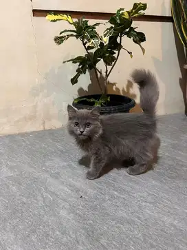 kitten ras british x himalaya kucing ras