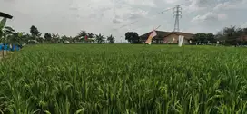 Jual Cepat Tanah Sawah Karawang Barat (SHM)