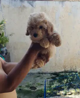 Maltipo jantan puppy