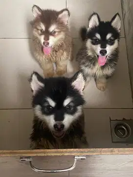 Alaskan malamute