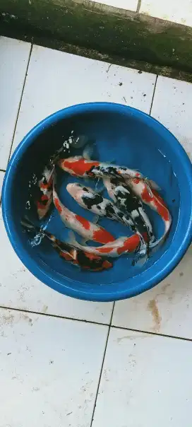 SEDIA PAKE IKAN KOI CANTIK SIZE 30CM ISI 10EKOR