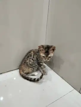 Kucing usia -+ 2 bulan