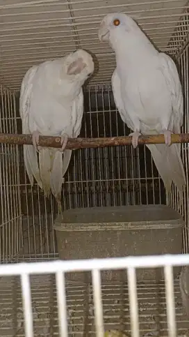 Sepasang Indukan albino MM proven