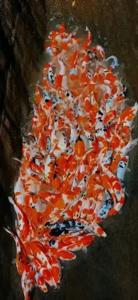 SEDIA PAKET IKAN KOI CANTIK SIZE 20CM ISI 20EKOR