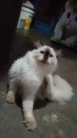 Kucing lucu jantan