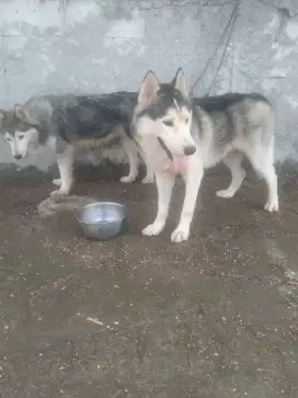 Siberian husky / husky