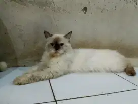 Kucing betina Himalaya
