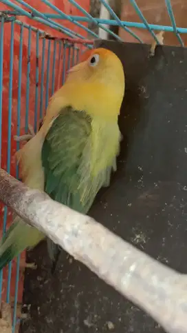 Lovebird biola euwing